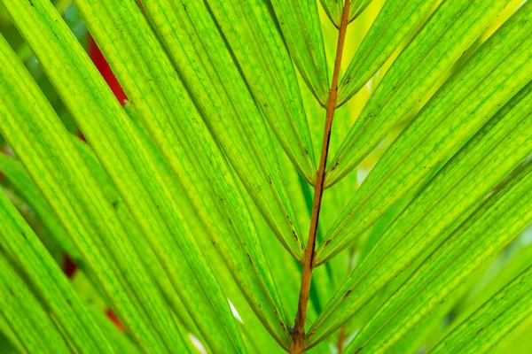 Abstraktes Makro des tropischen Blattes — Stockfoto