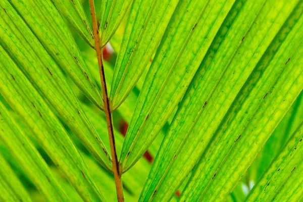 열 대 잎의 추상 매크로 — 스톡 사진