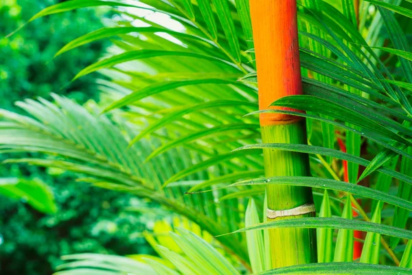 Piante tropicali — Foto Stock