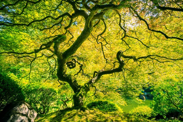 Muhteşem yeşil ağaç — Stok fotoğraf