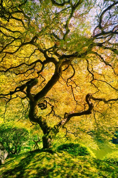 Wunderschöner grüner Baum — Stockfoto