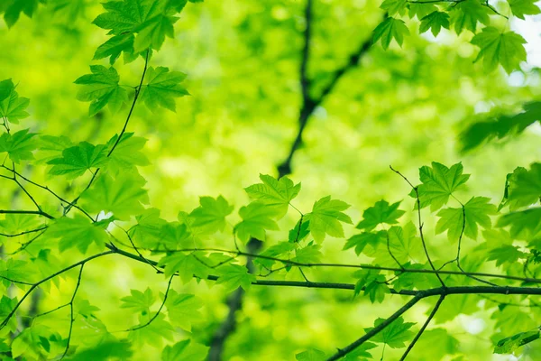 Fundal verde natural — Fotografie, imagine de stoc