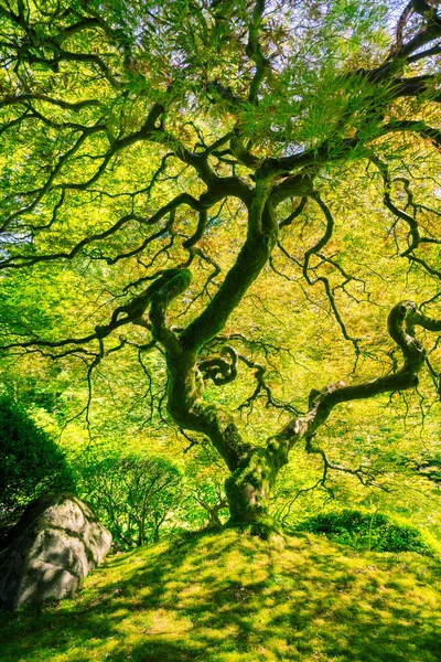 Verbazingwekkende groene boom — Stockfoto