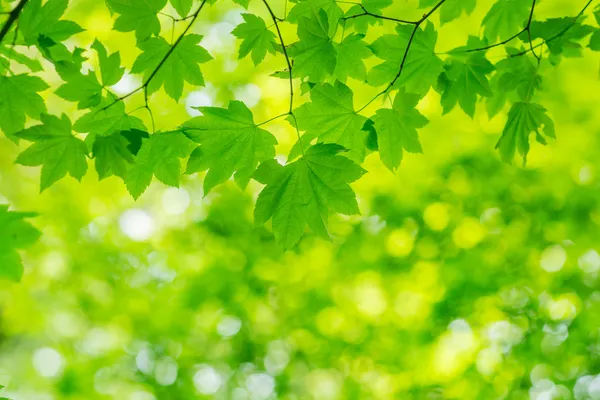 Natural Green Background — Stock Photo, Image