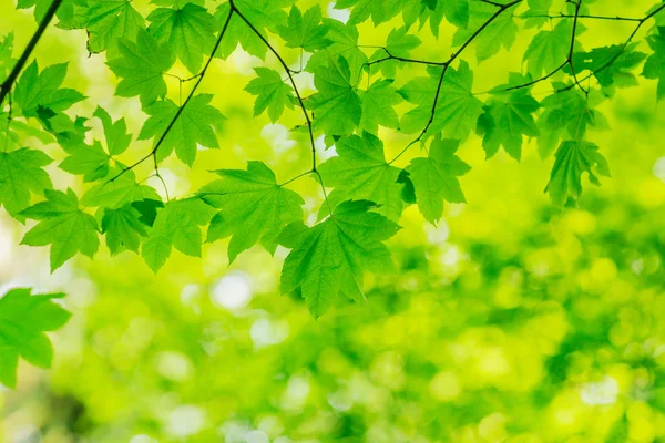 Природний зелений фон — стокове фото