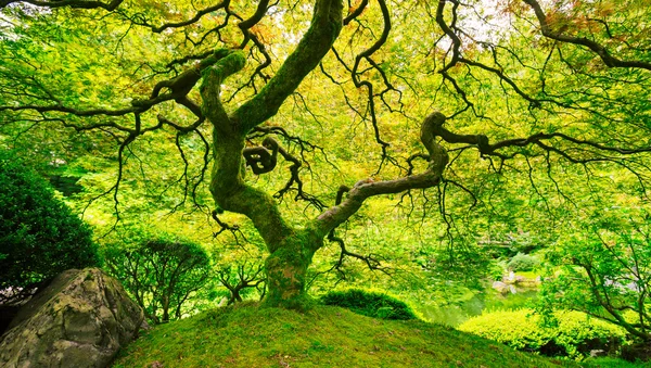 Incredibile albero verde — Foto Stock