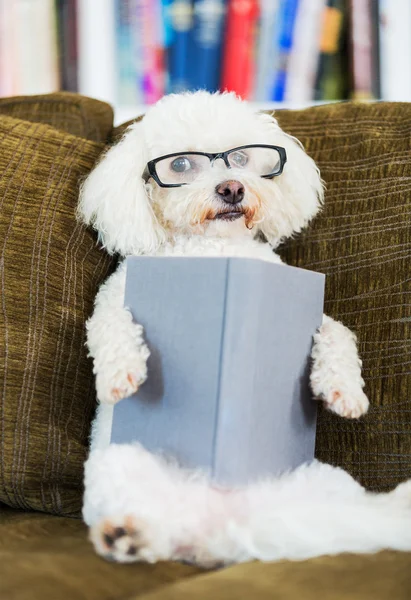 Собака читання книги — стокове фото