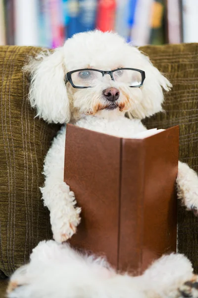 Dog Reading Book — Stock Photo, Image