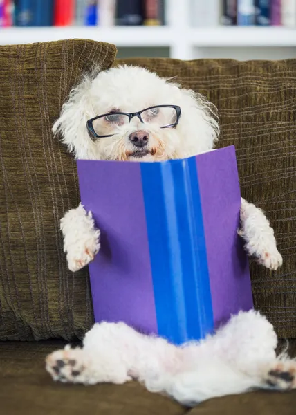 Libro de lectura de perros —  Fotos de Stock