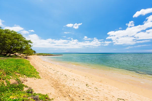 Tropisk strand, Maui – stockfoto