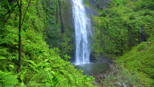 Tropisk djungel vattenfall i hawaii — Stockvideo