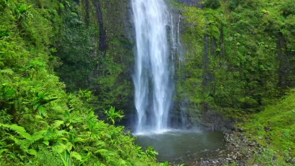 Tropisk djungel vattenfall i hawaii — Stockvideo