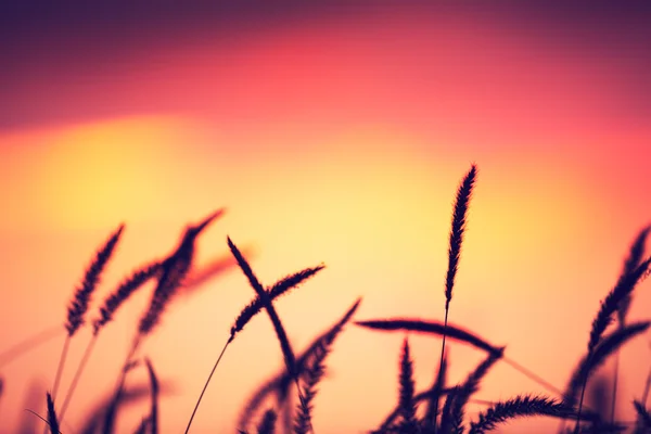 Sunset Field — Stock Photo, Image