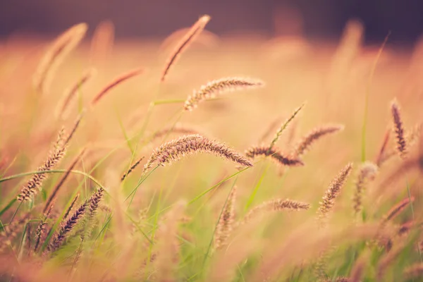 Sunset Field — Stock Photo, Image