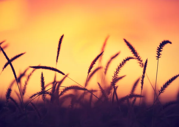 Zonsondergang veld — Stockfoto