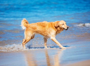 mutlu genç golden retriever