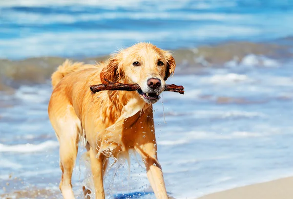 Happy Young Golden Retriever — Stock Photo, Image