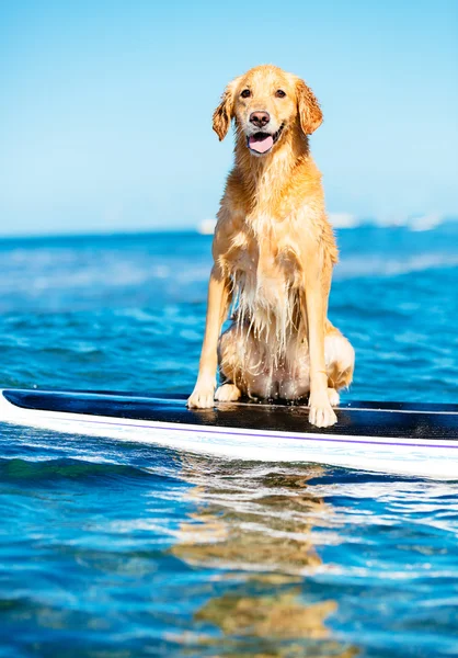 サーフィンする犬 — ストック写真