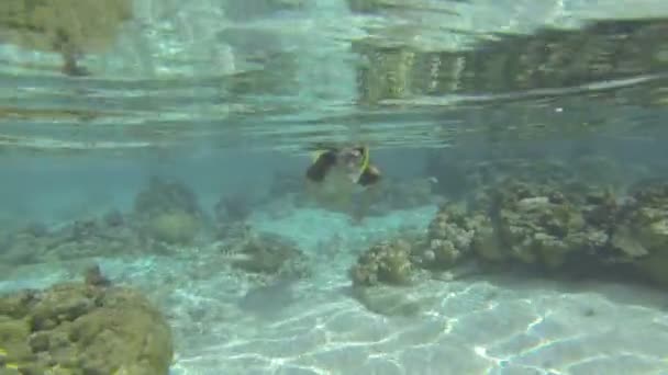 Žena, plavání pod vodou — Stock video
