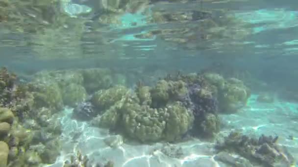 Підводний подання — стокове відео
