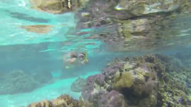 Wanita berenang di bawah air — Stok Video