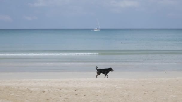 Dog Walk Beach Few Yachts Sea White Sand Wave Peaceful — Vídeo de Stock