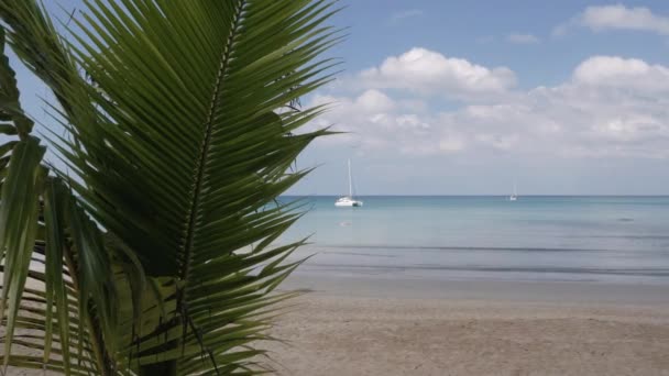 Coconut Palm Tree White Sand Beach Summer Daytime Phuket — Stockvideo