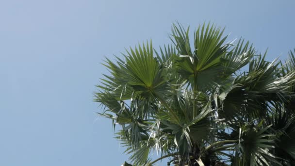 Blick Auf Die Palme Über Die Örtliche Paradiesische Sonnenscheinzeit Phuket — Stockvideo