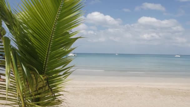 Καρύδα Φοινικόδεντρο Κοντά Στη Λευκή Άμμο Παραλία Κατά Διάρκεια Της — Αρχείο Βίντεο
