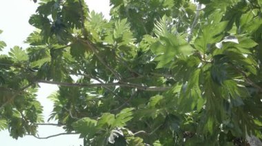 View to the leaves under heavy sunlight