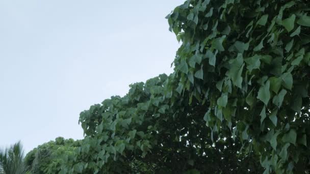 Zicht Groep Groene Bomen Met Zonneschijn Helderblauwe Hemel — Stockvideo