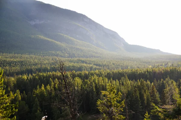 Krajobraz Pasma Górskiego Lasem Sosnowym Kanadzie — Zdjęcie stockowe