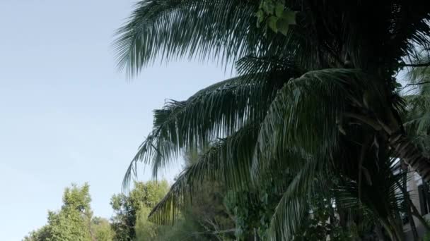 Laag Uitzicht Kokospalmen Phuket Strand — Stockvideo