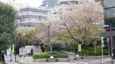 14 Nisan 2019: Tokyo, Japonya: Tokyo 'da caddenin köşesindeki kiraz ağacının 4k HD videosu