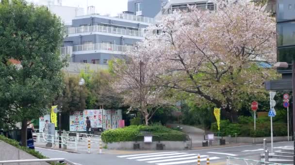 Abril 2019 Tóquio Japão Vídeo Árvore Flor Cereja Esquina Rua — Vídeo de Stock