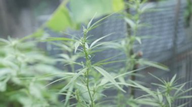 Kenevir (kenevir) tomurcuk. Çiçekli dişi marihuana çiçeği ve organik bahçede yetişen yapraklar. Esrar yaprağı bitkisine seçici odaklanma