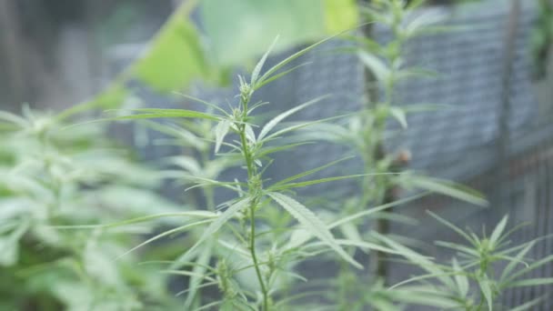 Hennepplant Cannabis Bloeiende Vrouwelijke Marihuana Bloem Bladeren Groeien Organische Tuin — Stockvideo