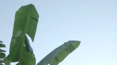 Güneş ışığıyla birlikte muz ağacı yaprağı dokusu yaz günü ışıldar. Yaz botanik tatili kavramı