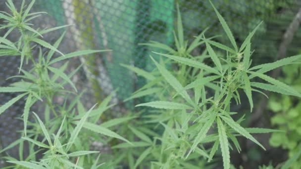Hemp Cannabis Bud Plant Blooming Female Marijuana Flower Leafs Growing — Stock Video