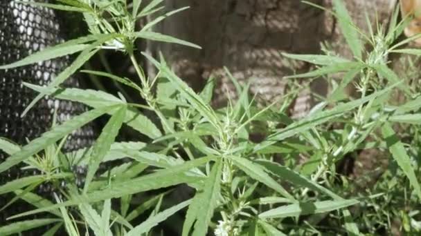 Hemp Cannabis Bud Plant Blooming Female Marijuana Flower Leafs Growing — Stock Video