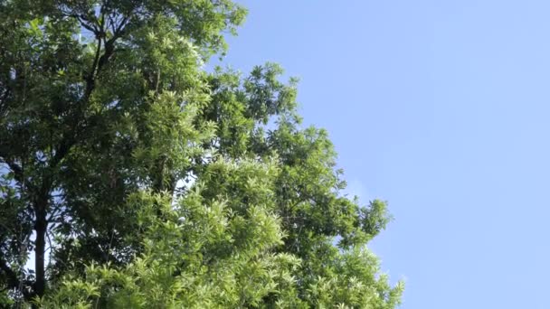 여름에는 하늘을 초록빛 — 비디오