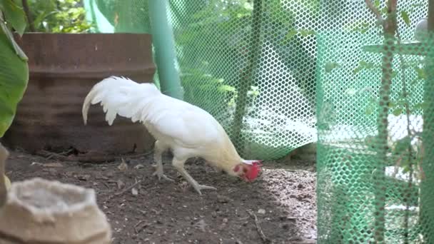 Tupp Vit Kyckling Medan Äter Korn Frigående Ekologisk Gård Kyckling — Stockvideo