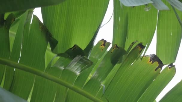 Texture Des Feuilles Bananier Avec Lumière Soleil Brille Travers Jour — Video