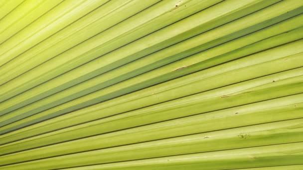 Textur Der Palme Kokospalme Mit Sonnenlicht Durch Das Blatt — Stockvideo