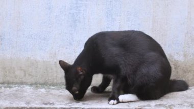 Siyah bir kedi uzanıyor.