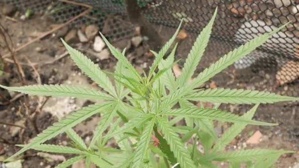 芽植物 开花的女性大麻花和生长在有机花园的叶子 有选择地侧重于大麻叶植物 — 图库视频影像