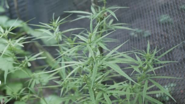 Planta Brotes Cáñamo Cannabis Floreciente Flor Marihuana Femenina Hojas Que — Vídeo de stock