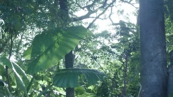 夏天的白天 透过树叶 用阳光透过树看到树木 热带雨林树木 — 图库视频影像