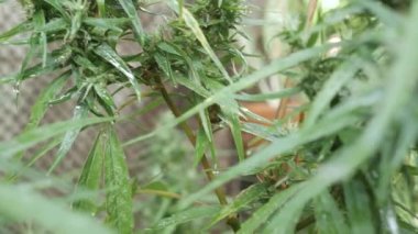 Kenevir (kenevir) tomurcuk. Çiçekli dişi marihuana çiçeği ve organik bahçede yetişen yapraklar. Yağmur damlası ile kenevir yaprağı bitkisine seçici odaklan