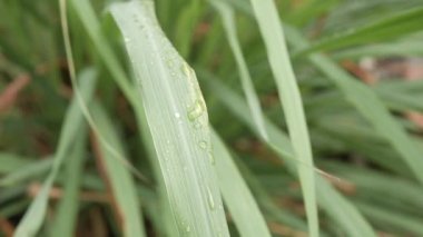 Yüzeyinde yağmur damlası olan limon çimeni yapraklarına odaklan. tropik yaz ağacı
